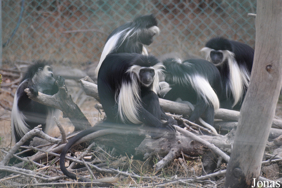 Colobus angolensis palliatus