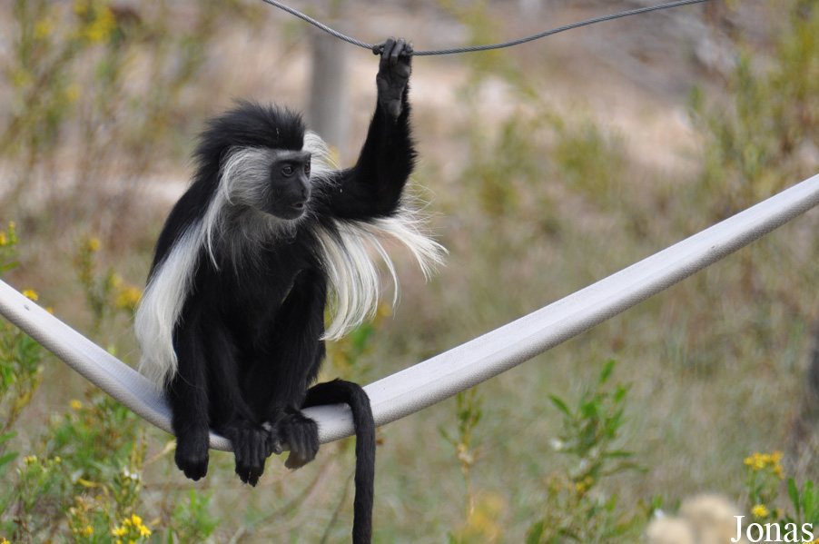 Colobus angolensis palliatus