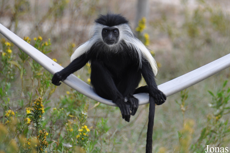 Colobus angolensis palliatus