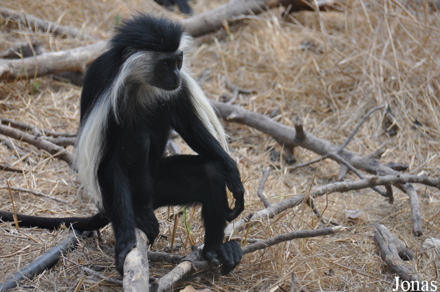 Colobus angolensis palliatus