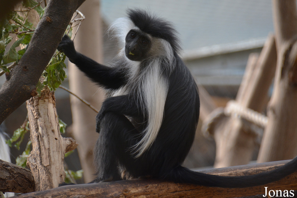 Colobus angolensis palliatus