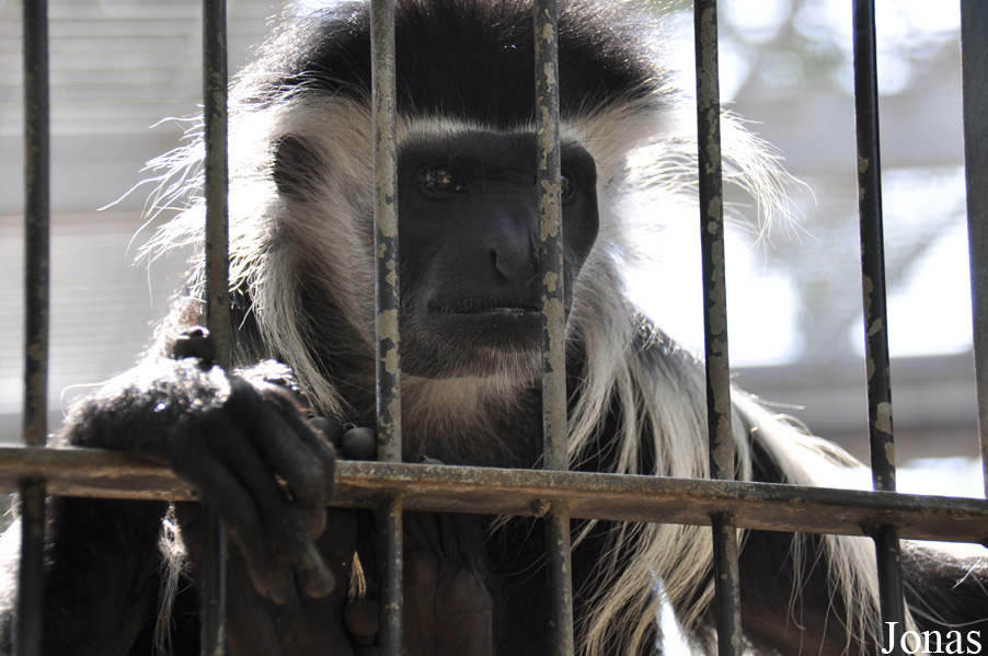 Colobus angolensis palliatus