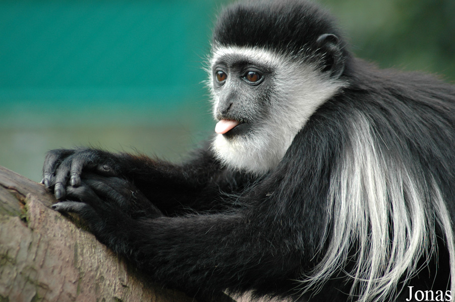 Colobus guereza