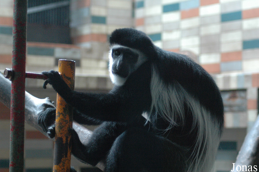 Colobus guereza