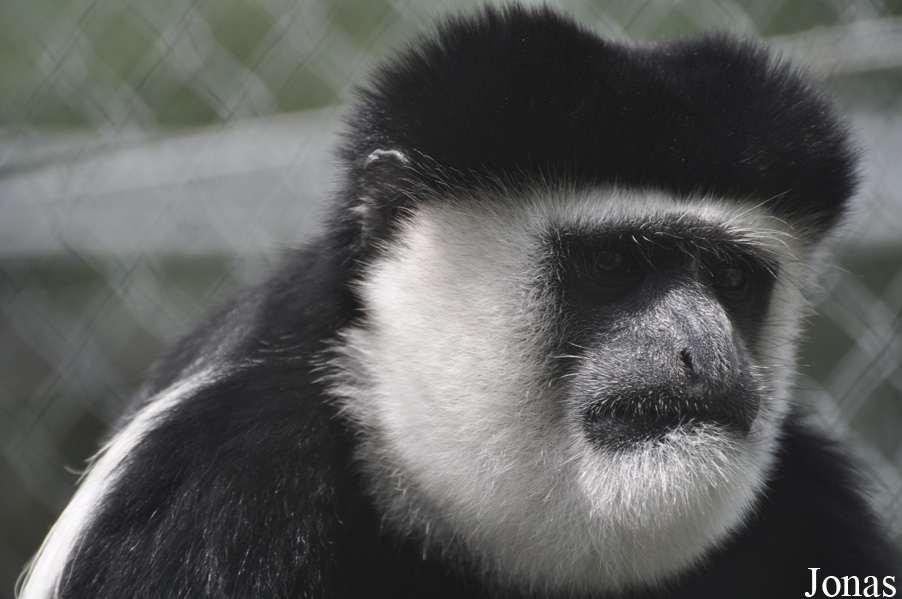Colobus guereza caudatus
