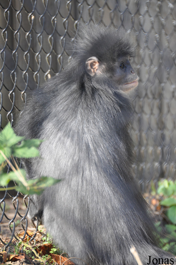 Presbytis comata comata