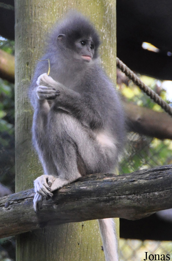 Presbytis comata comata