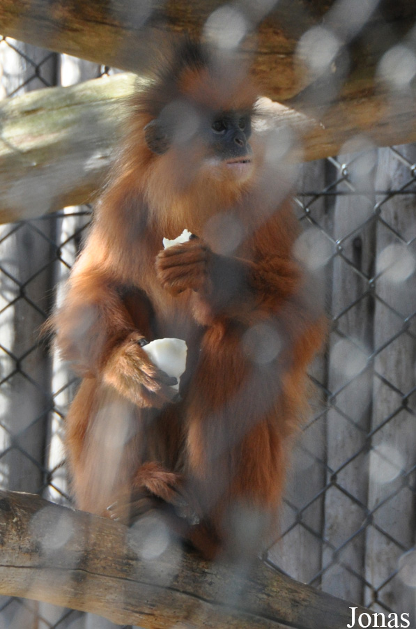 Presbytis melalophos nobilis
