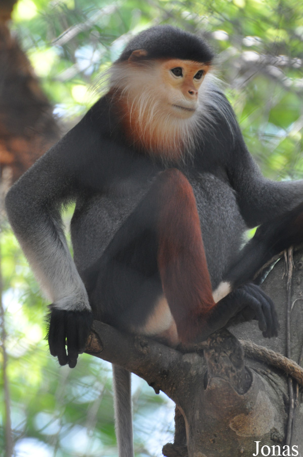 Pygathrix nemaeus