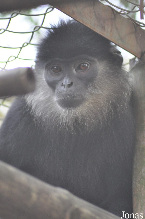 Pygathrix nemaeus x Trachypithecus hatinhensis