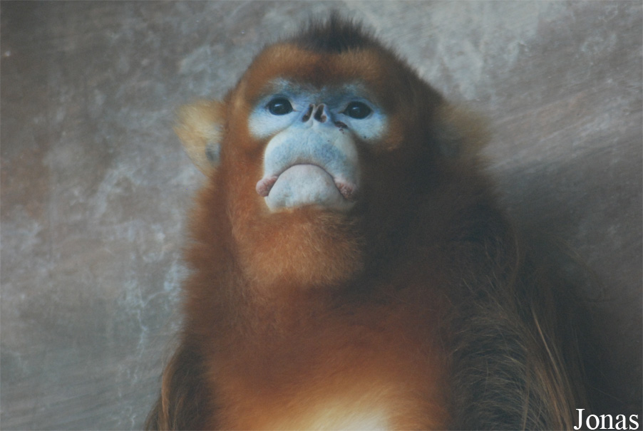 Rhinopithecus roxellana