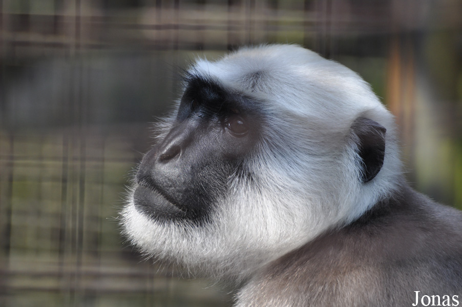 Semnopithecus hector