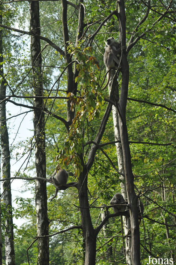 Semnopithecus hector