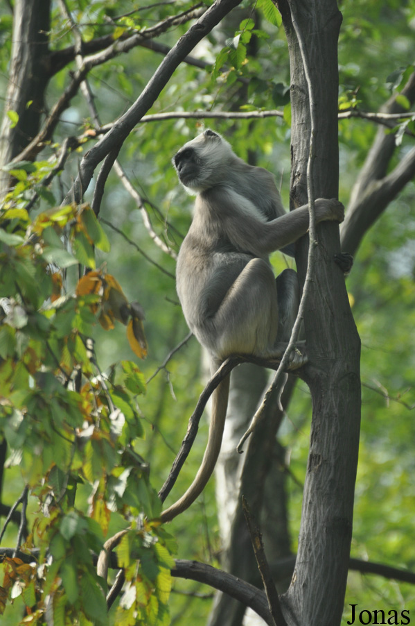 Semnopithecus hector
