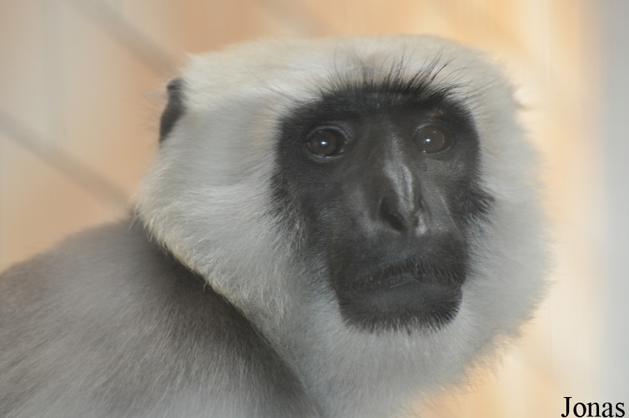 Semnopithecus hector