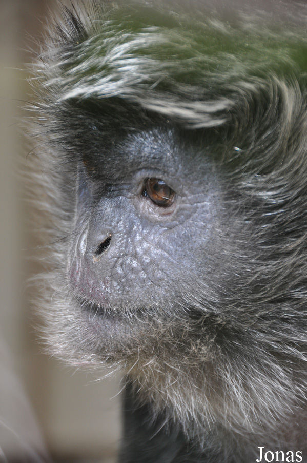 Trachypithecus auratus