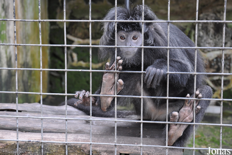 Trachypithecus auratus