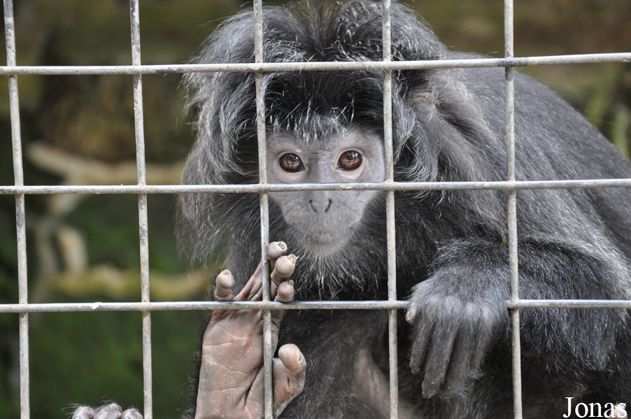 Trachypithecus auratus