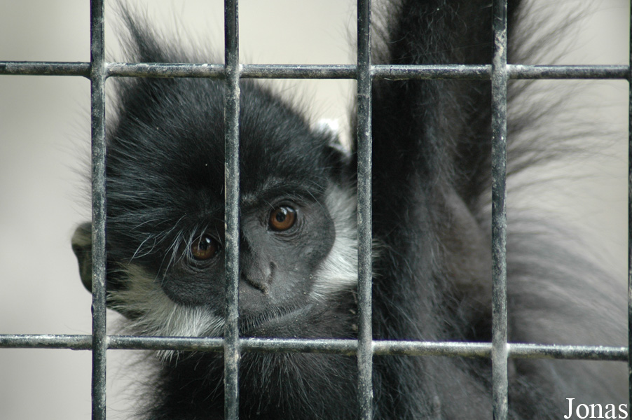 Trachypithecus francoisi