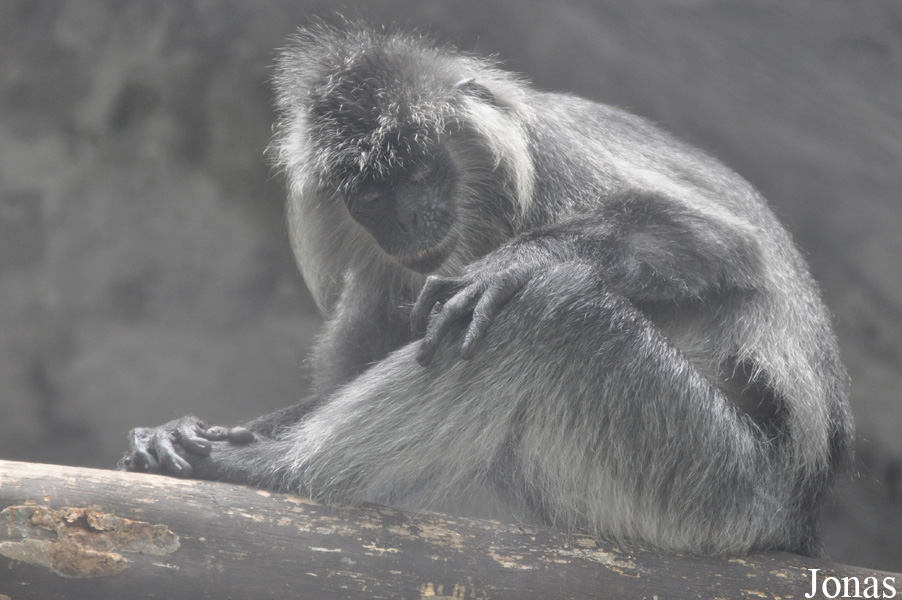 Trachypithecus germaini