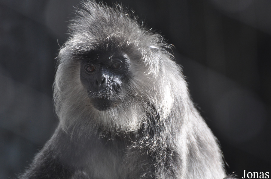 Trachypithecus germaini