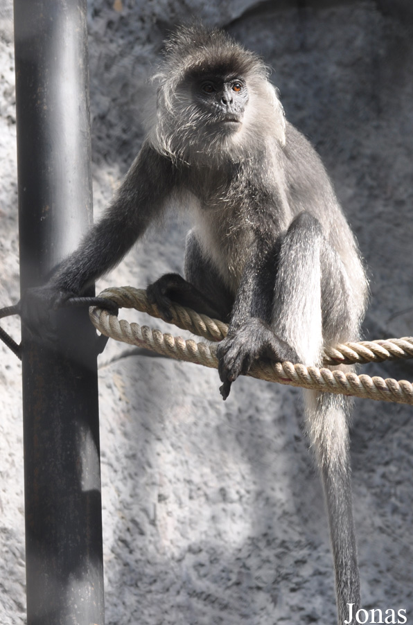 Trachypithecus germaini