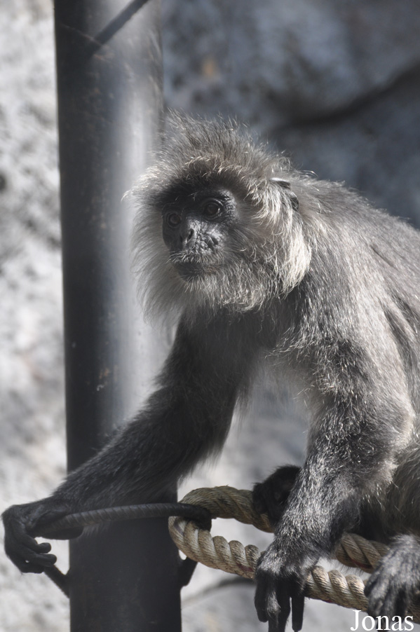 Trachypithecus germaini
