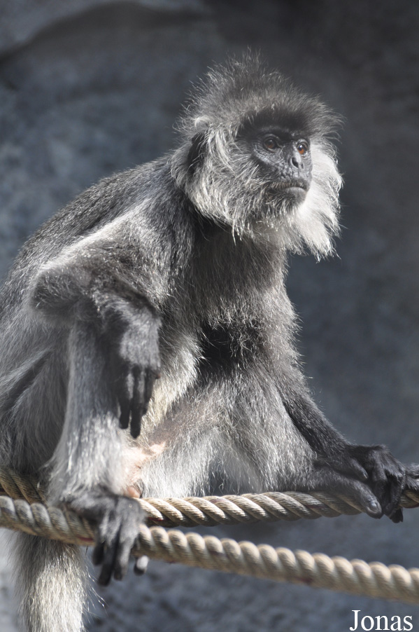 Trachypithecus germaini