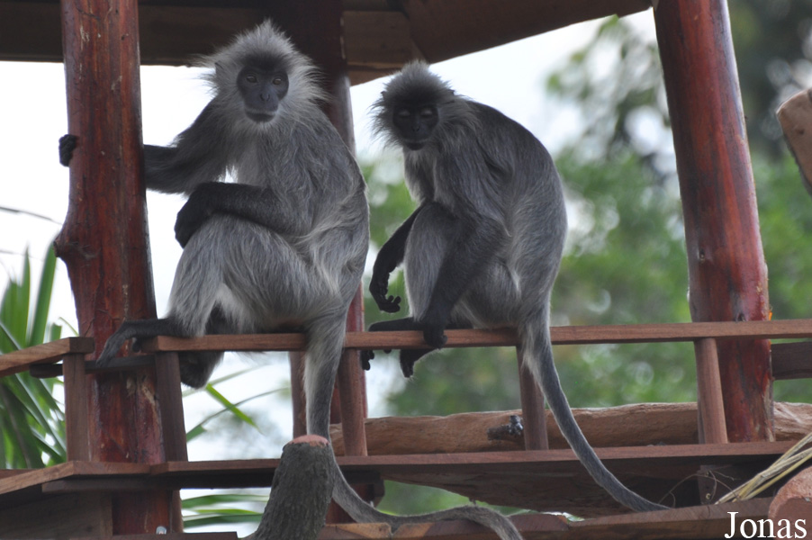 Trachypithecus germaini