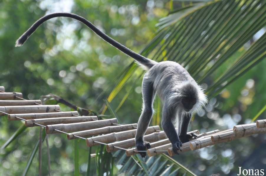 Trachypithecus germaini
