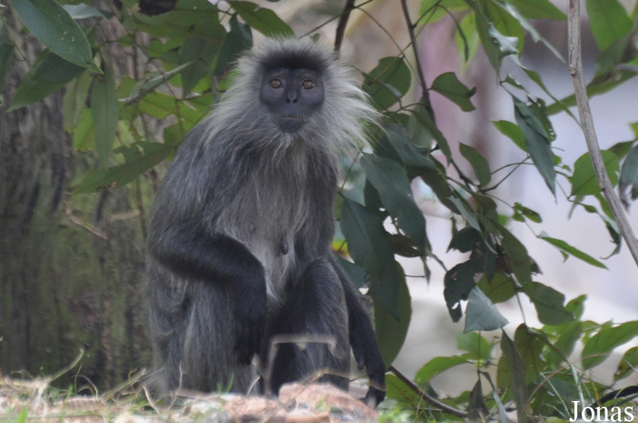 Trachypithecus germaini