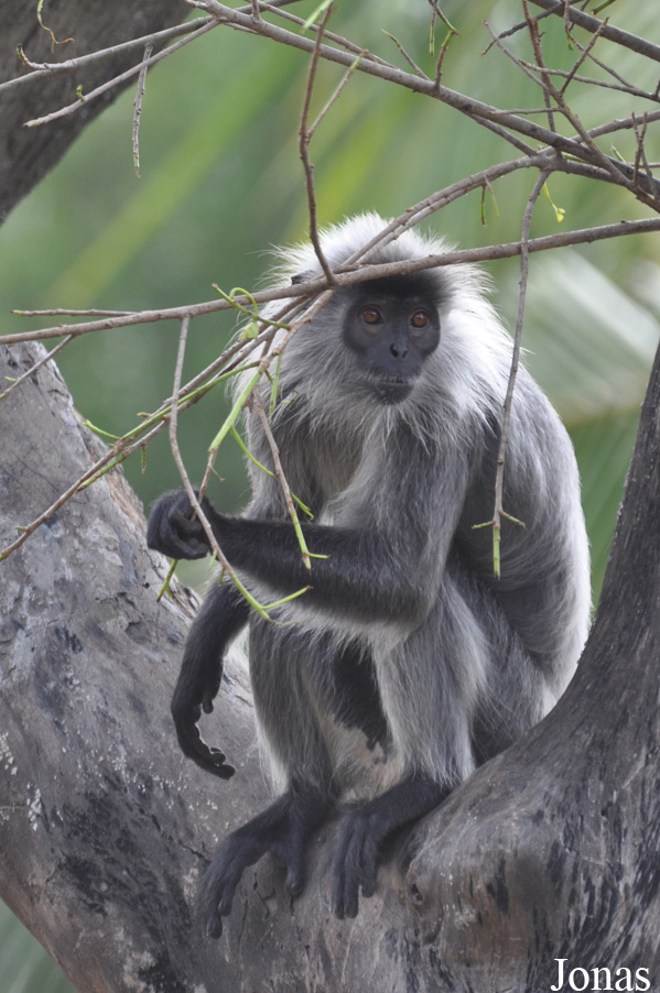 Trachypithecus germaini