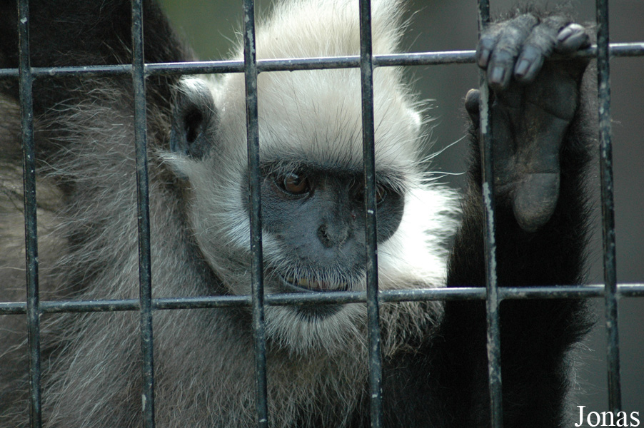 Trachypithecus leucocephalus