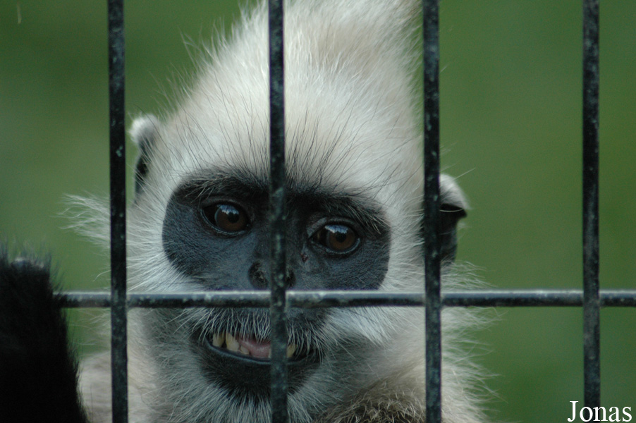 Trachypithecus leucocephalus