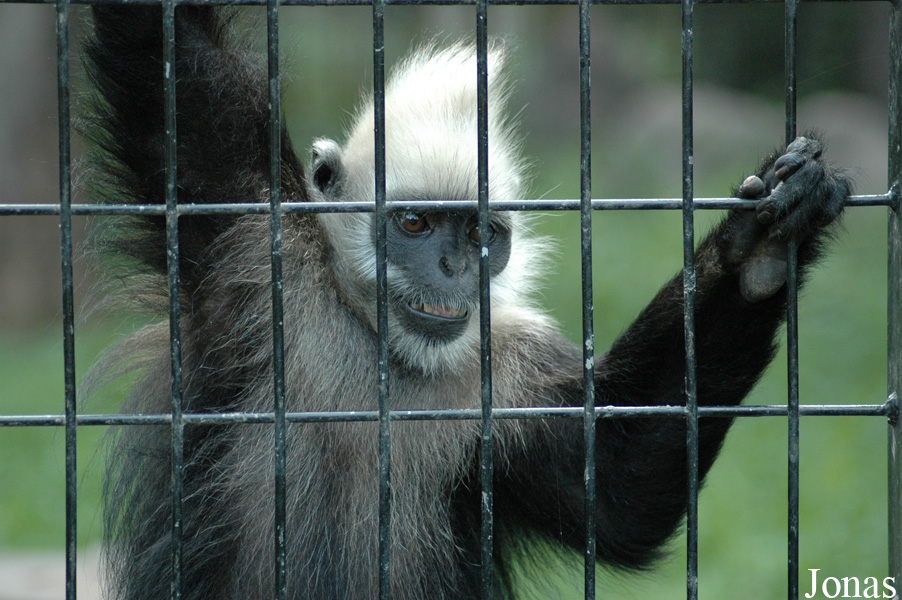 Trachypithecus leucocephalus