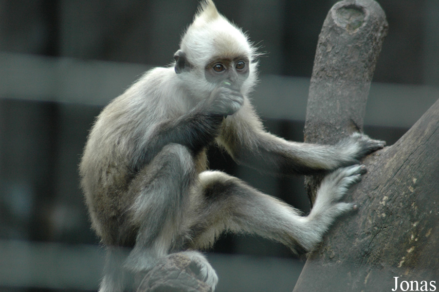 Trachypithecus leucocephalus