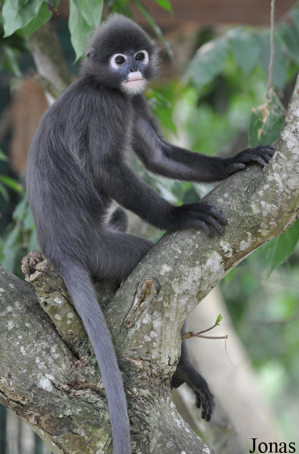 Trachypithecus obscurus