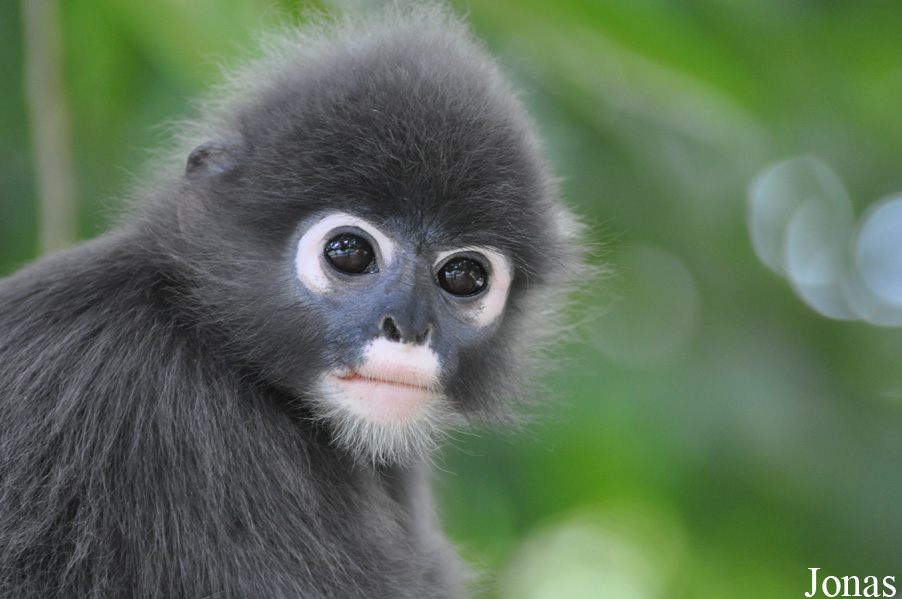 Trachypithecus obscurus