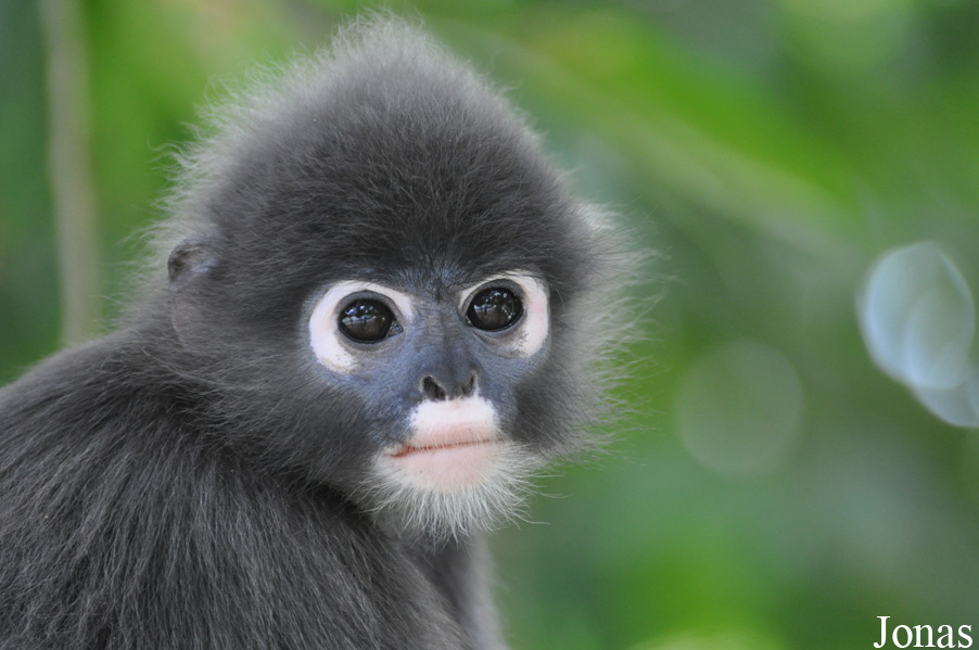 Trachypithecus obscurus