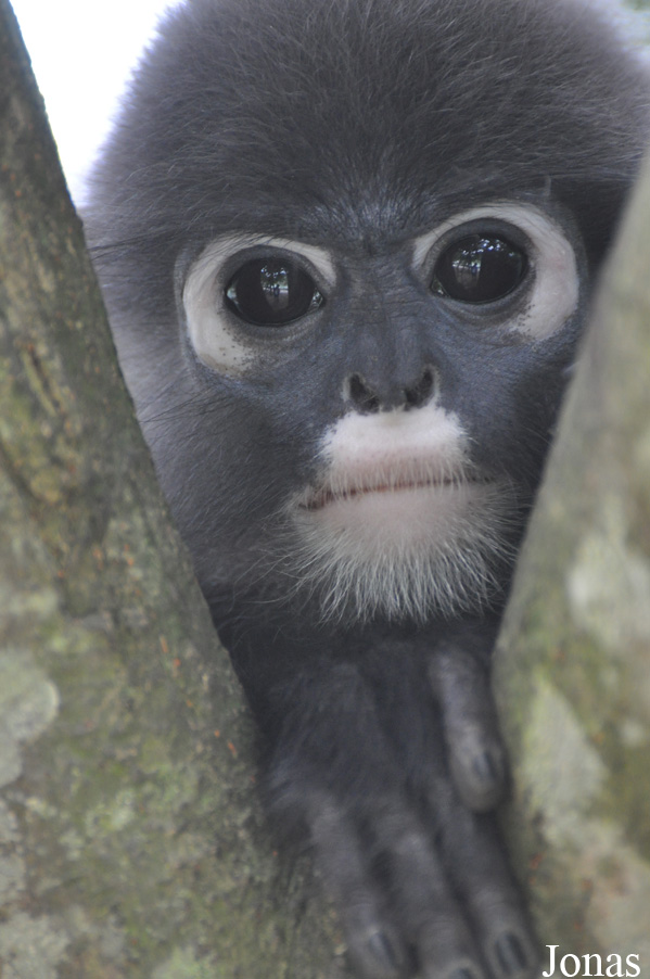 Trachypithecus obscurus