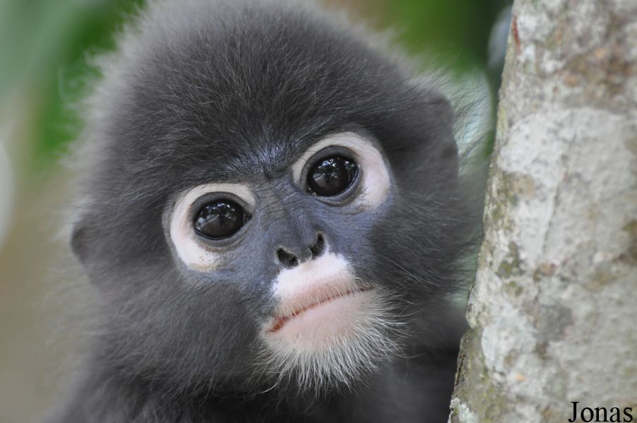 Trachypithecus obscurus