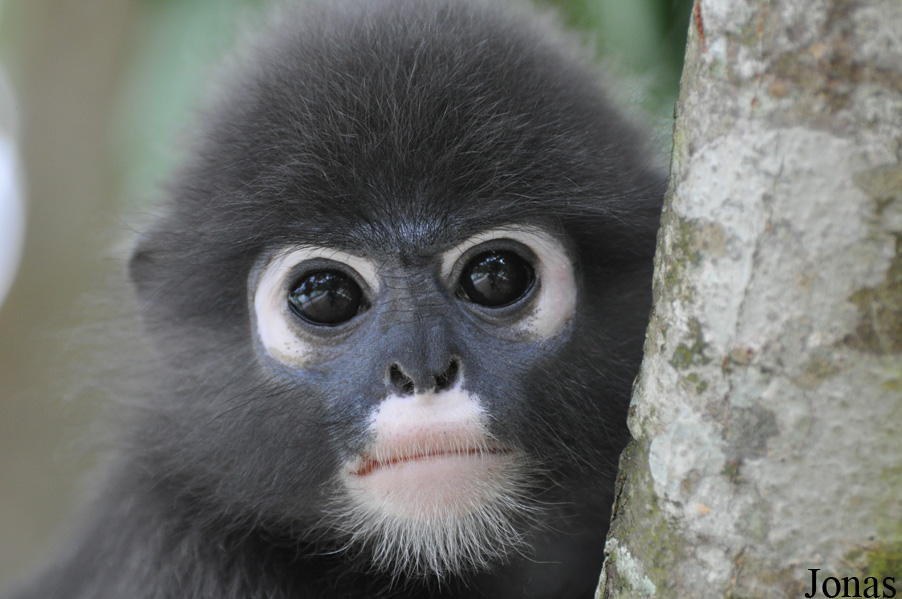 Trachypithecus obscurus