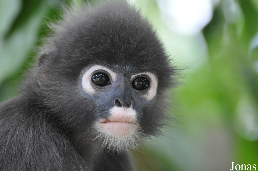 Trachypithecus obscurus