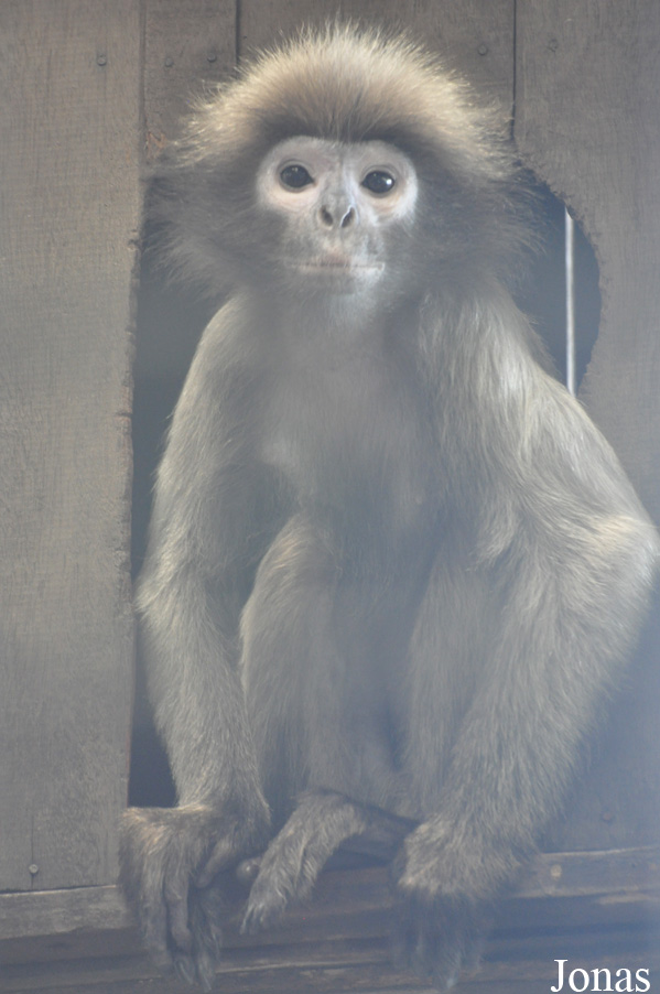 Trachypithecus phayrei