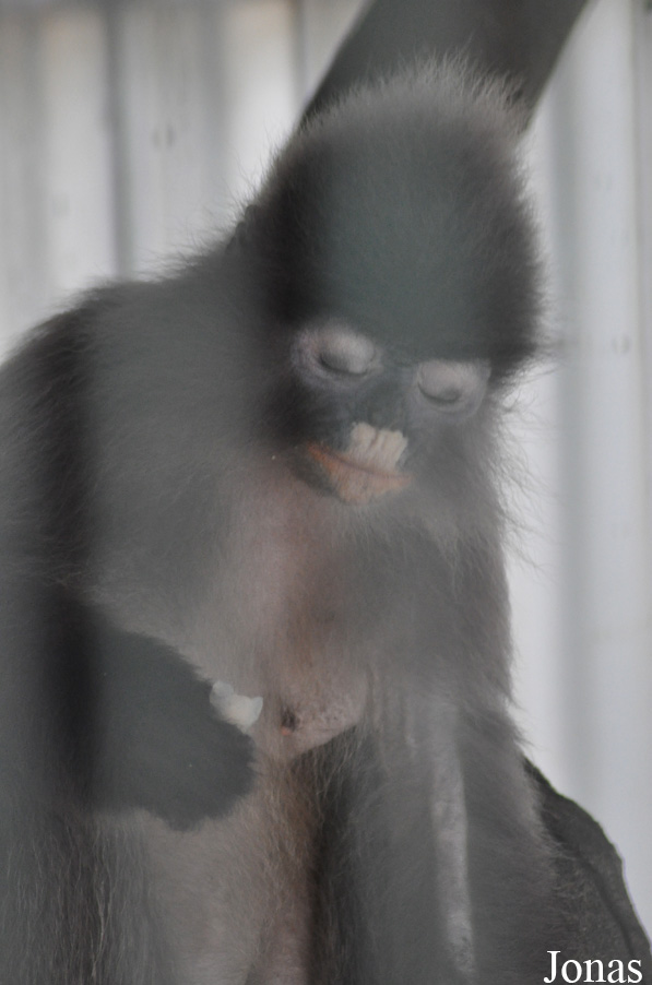 Trachypithecus phayrei