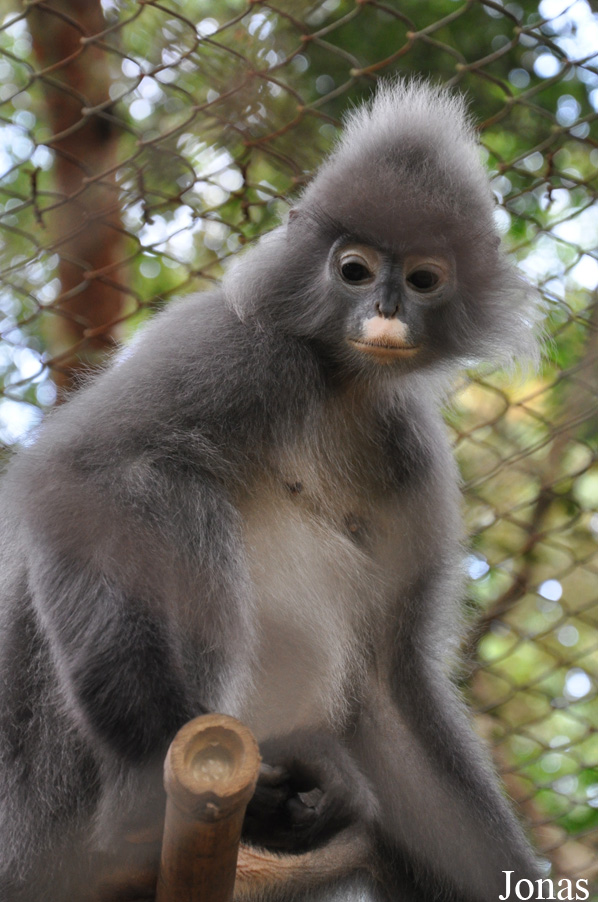 Trachypithecus phayrei crepuscula