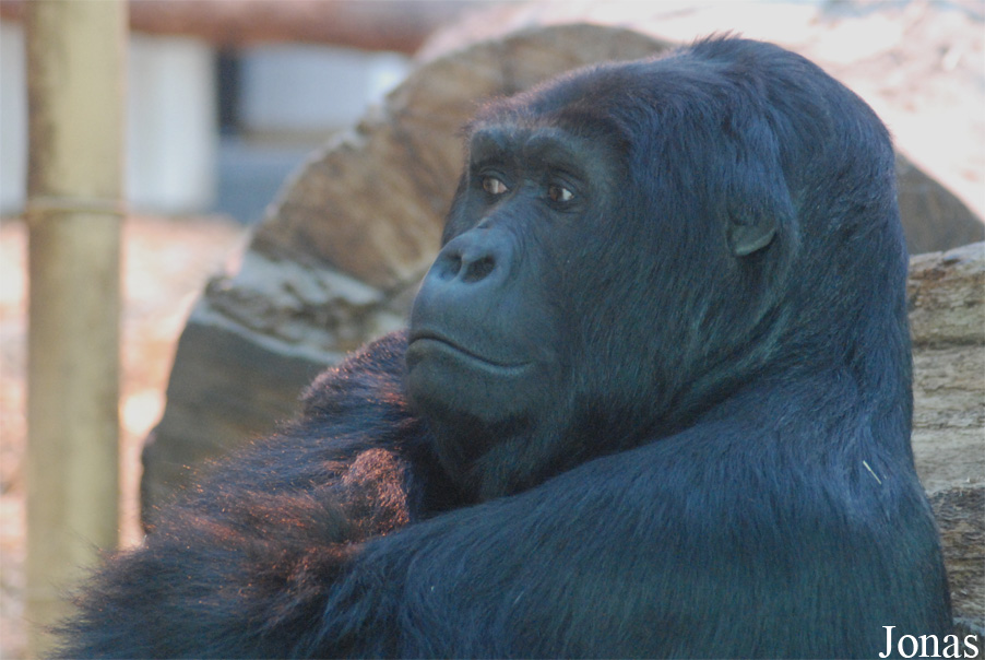 Gorilla beringei beringei