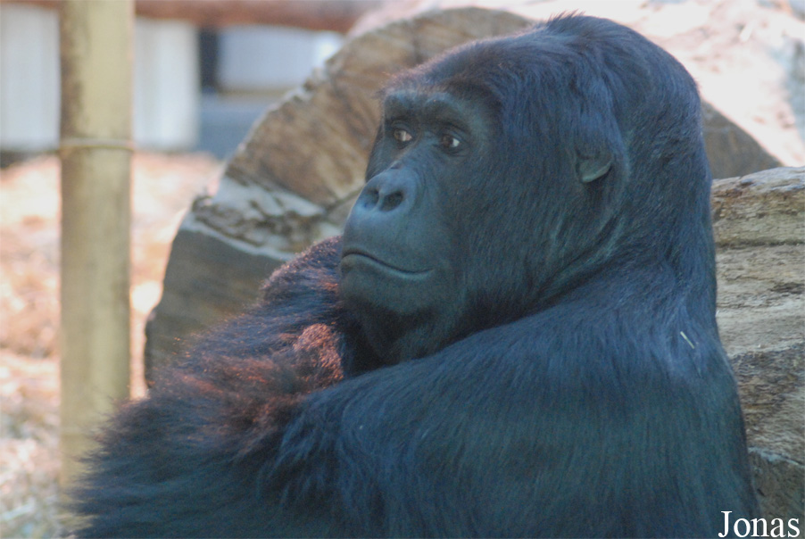 Gorilla beringei beringei