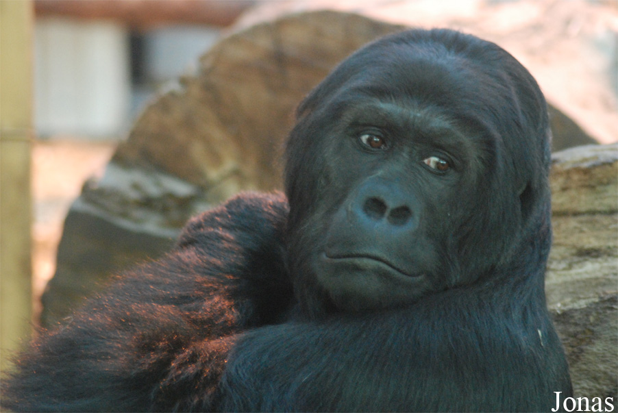 Gorilla beringei beringei