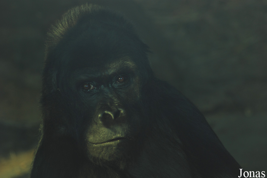 Gorilla beringei graueri